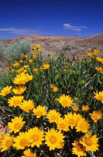 Rough Mule's Ears Arches NP