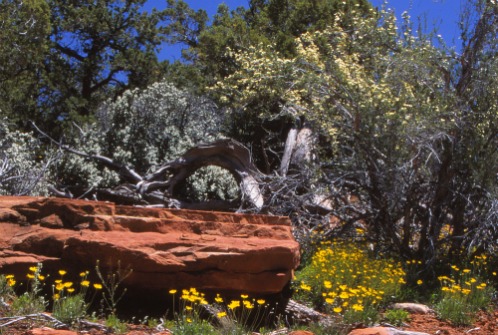 Cliffrose Arches NP