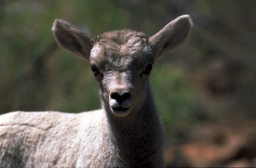 Desert Bighorn Lamb Arches NP