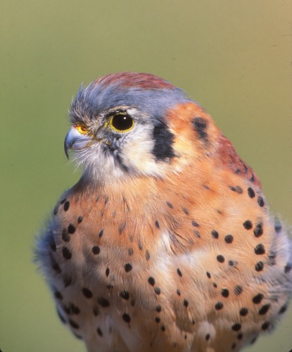 American Kestrel Arches NP