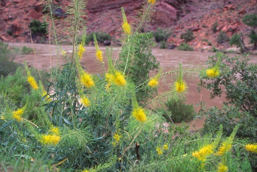 Prince's Plume Arches NP