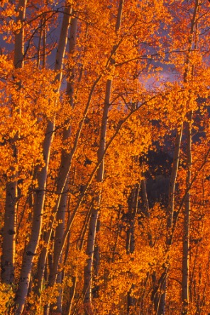 Aspen Bryce Canyon NP