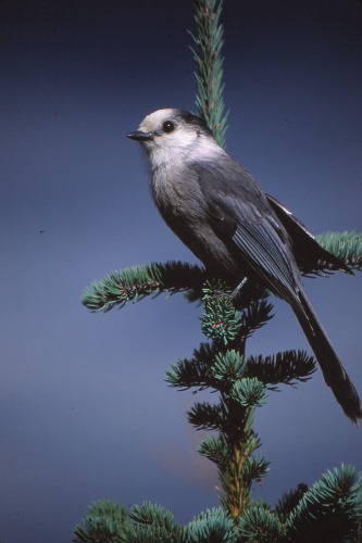 Gray Jay Bryce Canyon NP