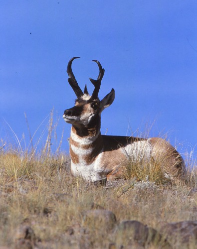 Pronghorn Antelope Bryce Canyon NP