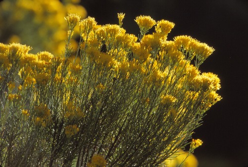 Rabbit Brush Bryce Canyon NP