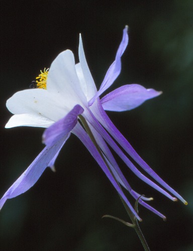 Cedar Breaks Colorado Blue Columbine