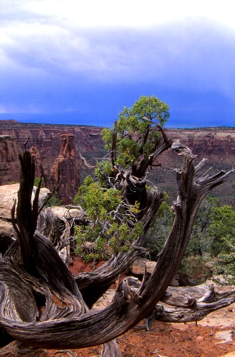 Juniper Colorado National Monument