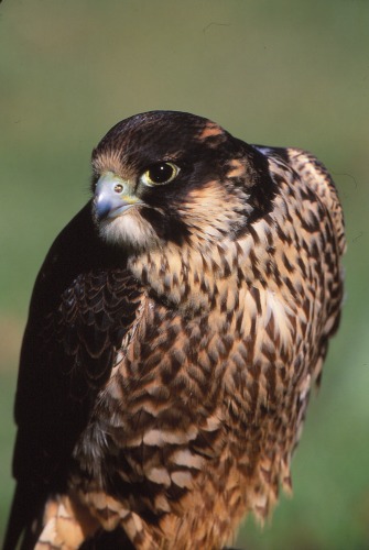 Peregrine Falcon Colorado National Monument