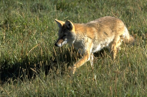 Coyote Colorado National Monument