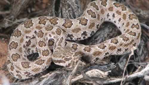 Midget-faded rattlesnake Colorado National Monument