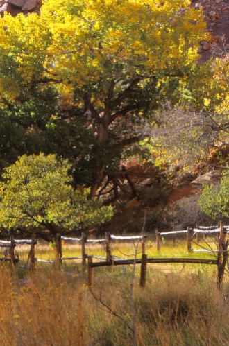 Orchard Capitol Reef NP