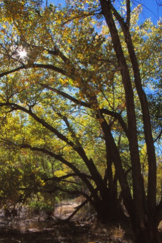 Cottonwood with Sunburst Capitol Reef NP