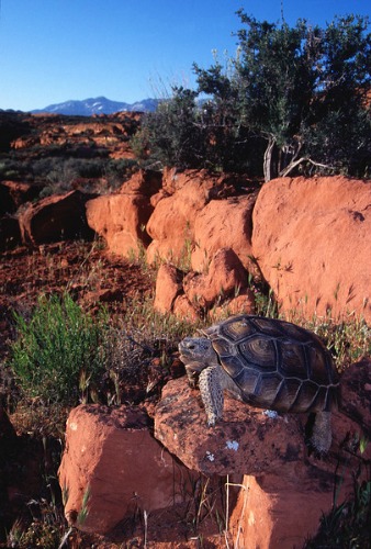 Desert Tortoise - Coral Pink Sand Dunes