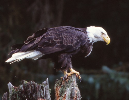 Bald Eagle