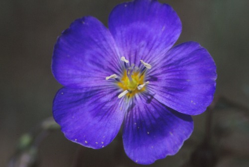 Blue Flax - Coral Pink Sand Dunes