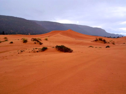 Is Coral Pink Sand Dunes Worth Visiting? (Things to Do) - We're in the  Rockies