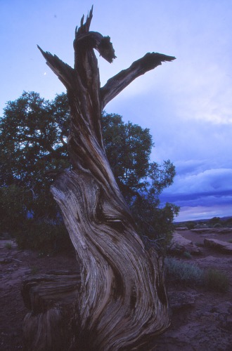 Twisted Juniper Dead Horse Point State Park