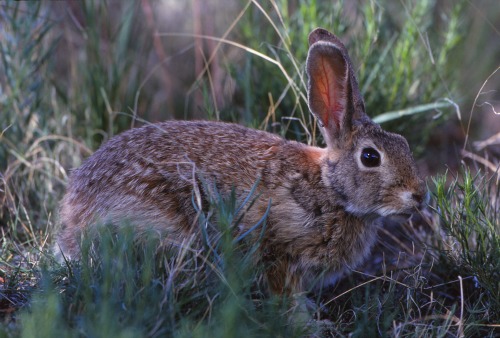 Desert Cottontail Dead Horse Point State Park