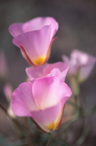 Sego Lily Dead Horse Point State Park