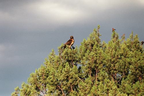 Red-tailed Hawk Grand Canyon North Rim