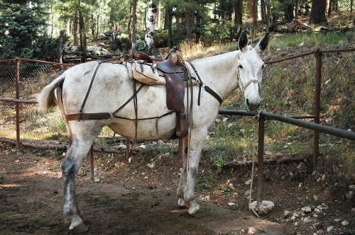 Grand Canyon North Rim Mule Ride