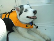 Pet-life-vests-Lake-Powell-Country