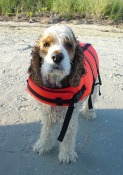 Pet-life-vests-Lake-Powell-Country