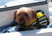 Pet-life-vests-Lake-Powell-Country