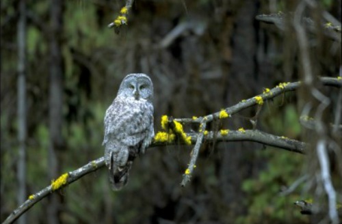 Great Grey Owl Walnut Canyon National Monument