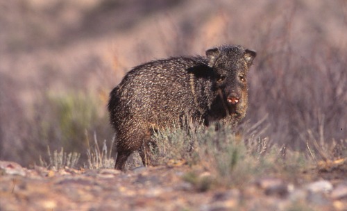 Walnut Canyon National Monument Peccary