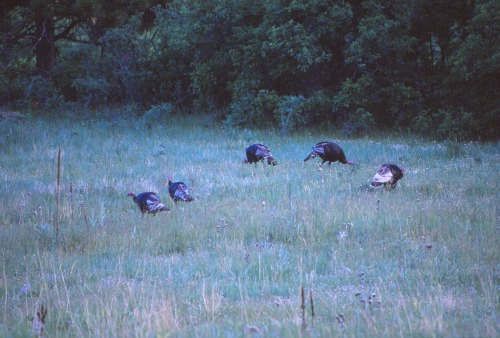 Walnut Canyon National Wild Turkey Monument