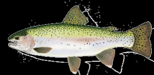 RainbowTrout