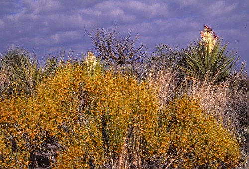 Mormon Tea and Yucca