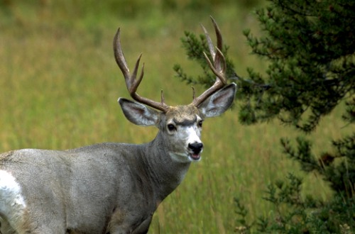 Mule Deer Zion National Park