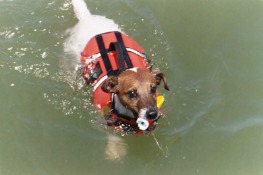 Pet-life-vests-Lake-Powell-Country