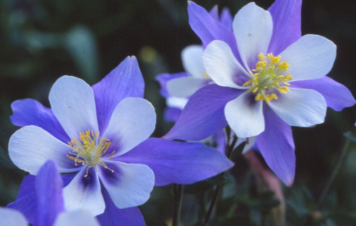 Cedar Breaks Colorado Blue Columbine