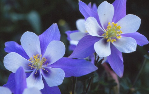 Cedar Breaks Colorado Blue Columbine