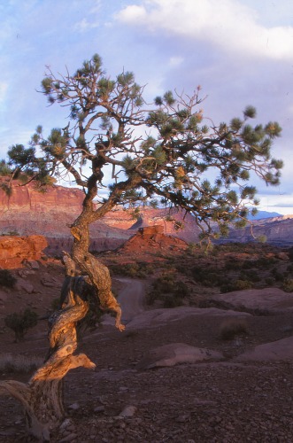 Twisted Junip;er Capitol Reef NP