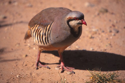 Chukar Capitol Reef NP