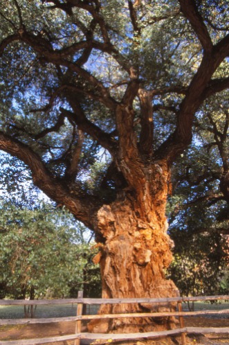 Cottonwood Tree Capitol Reef NP