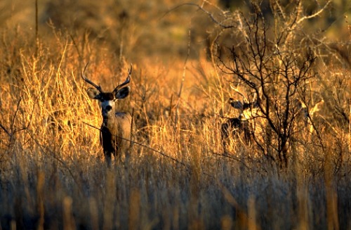 Mule Deer