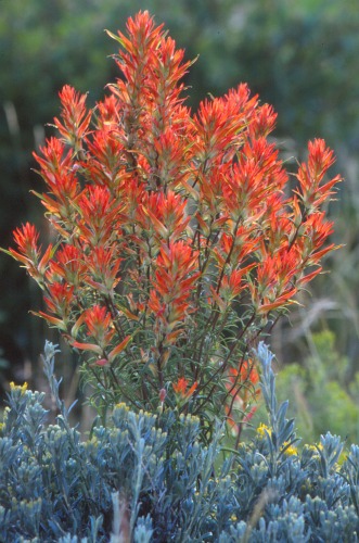 Indian Paintbrush Capitol Reef  NP: