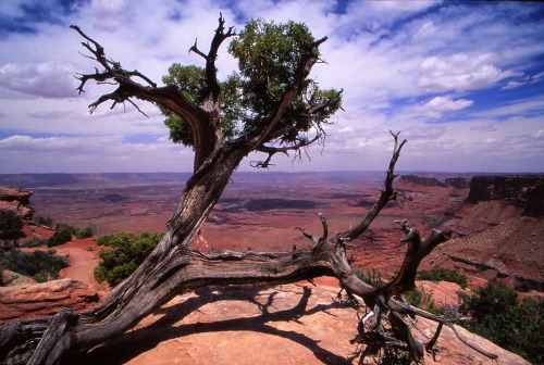 Needles Overlook - Canyonlands NP