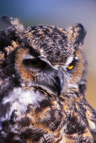 Great Horned Owl - Canyonlands NP