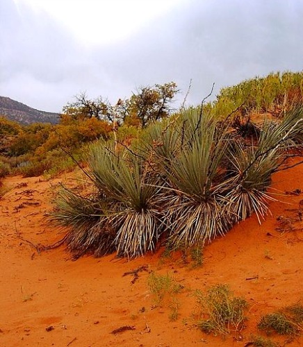 coral pink sand dunes