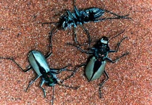 Coral Pink Tiger Beetle