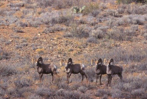  Desert bighorn sheep