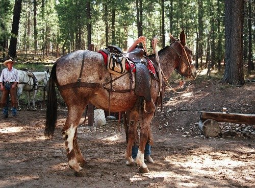 Grand Canyon North Rim Mule Ride