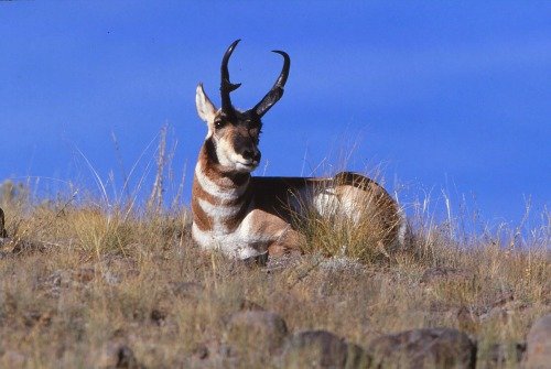 Pronghorn