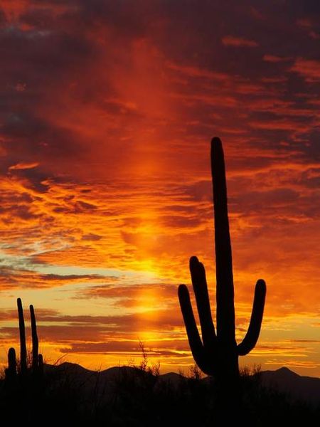 Saguaro at Sunset - Saguaro-National-Park-Sunset